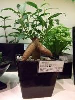 観葉植物