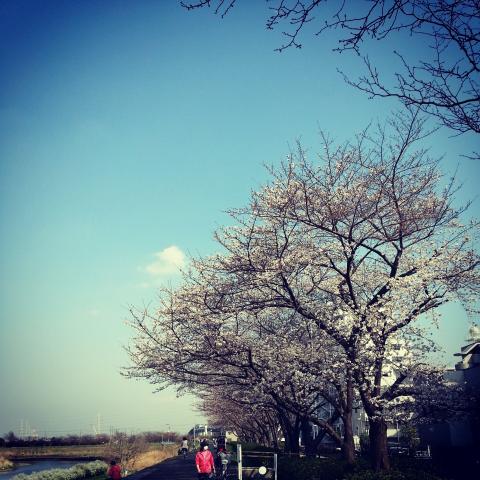 鴨居の桜